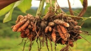 Indian Institute of Spices Research Develops New Light-Coloured Turmeric Variety