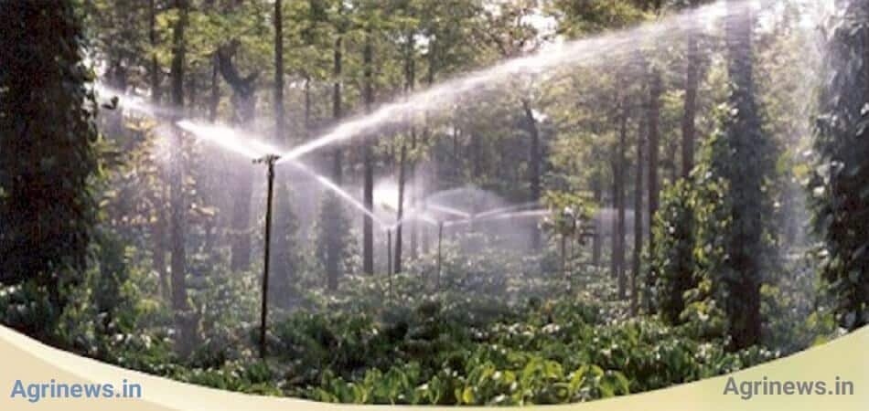 Indian Shade-Grown Coffee Could Benefit Under EUDR Norms