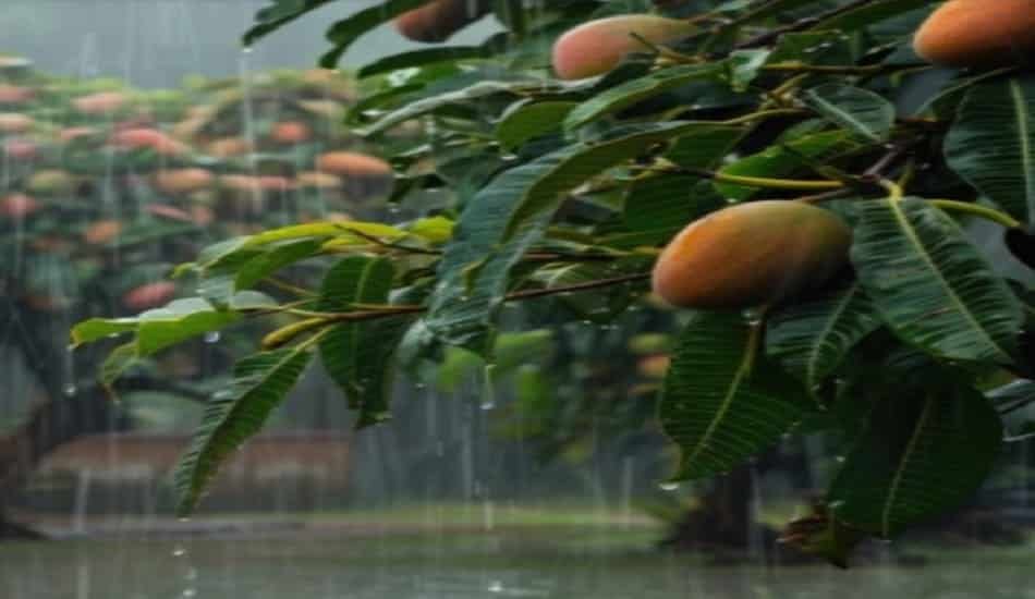 Mango Crop in Yadgir Damaged by Unseasonal Rains and Hailstorm (2)