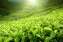 Tea-farming-and-its-economics-–-The-impact-of-global-demand-on-local-growers