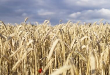 Why protecting farmers through insurance matters now than ever