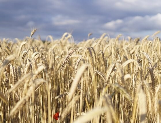 Why protecting farmers through insurance matters now than ever