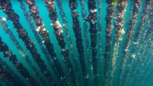 CMFRI helps Scheduled Caste families in Mussel Farming, Brings 1.7 tons Harvest