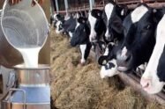 Dairy farmers have planned a strike on May 16, demanding price hike