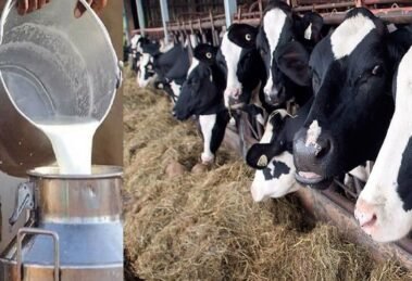 Dairy farmers have planned a strike on May 16, demanding price hike