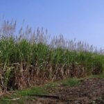 Government hikes Sugarcane FRP to ₹355 per Quintal for October 2025 Season
