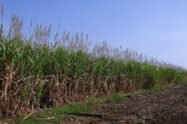 Government hikes Sugarcane FRP to ₹355 per Quintal for October 2025 Season
