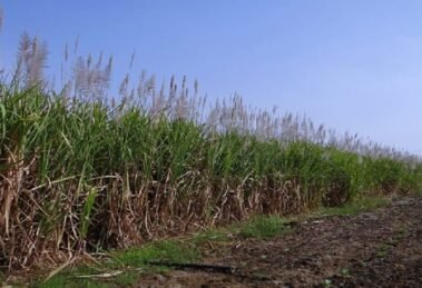 Government hikes Sugarcane FRP to ₹355 per Quintal for October 2025 Season