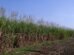 Government hikes Sugarcane FRP to ₹355 per Quintal for October 2025 Season