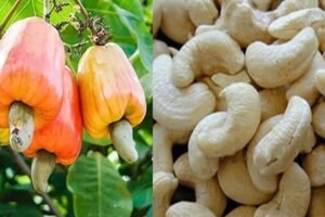 India Should Boost Cashew Production to Tackle Export Curbs - NDFC-I