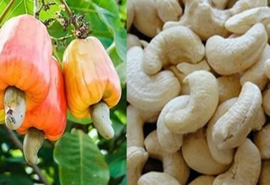 India Should Boost Cashew Production to Tackle Export Curbs - NDFC-I