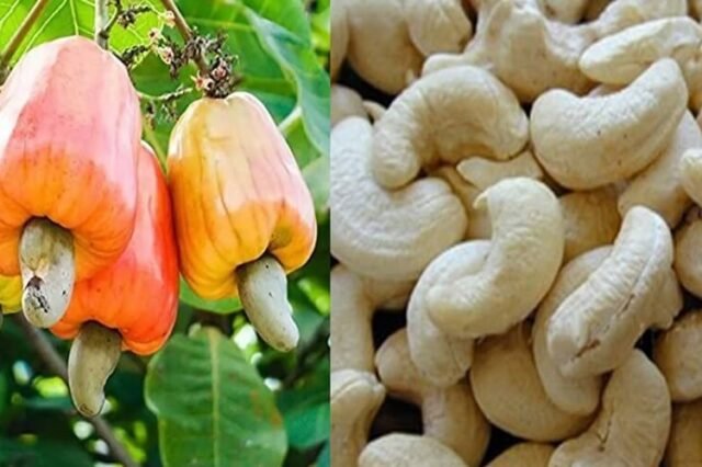 India Should Boost Cashew Production to Tackle Export Curbs - NDFC-I