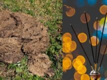 MDPH to launch cow dung-based agarbattis, dhoop cups, and dhoop cones