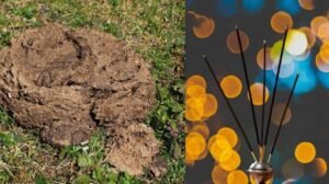 MDPH to launch cow dung-based agarbattis, dhoop cups, and dhoop cones