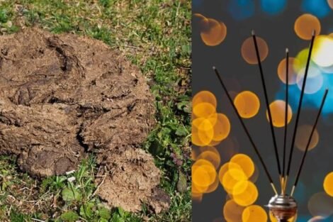 MDPH to launch cow dung-based agarbattis, dhoop cups, and dhoop cones