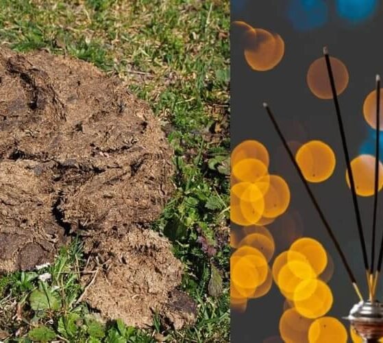 MDPH to launch cow dung-based agarbattis, dhoop cups, and dhoop cones