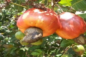 Nut and Dried Fruit Council imports high-yield walnut and cashew seedlings to boost...