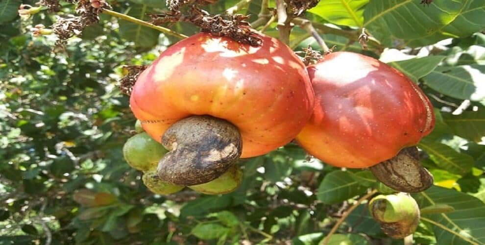 Nut and Dried Fruit Council imports high-yield walnut and cashew seedlings to boost...
