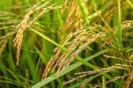 Rising-India-Pakistan-tensions-push-up-basmati-rice-prices.