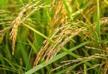 Rising-India-Pakistan-tensions-push-up-basmati-rice-prices.