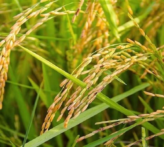 Rising-India-Pakistan-tensions-push-up-basmati-rice-prices.