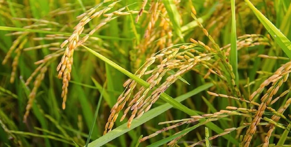 Rising-India-Pakistan-tensions-push-up-basmati-rice-prices.