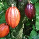 Agri University Turns Cocoa Waste into Healthy Cookies and Drinks (1)