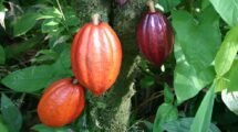 Agri University Turns Cocoa Waste into Healthy Cookies and Drinks (1)