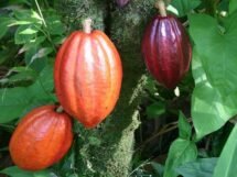 Agri University Turns Cocoa Waste into Healthy Cookies and Drinks (1)