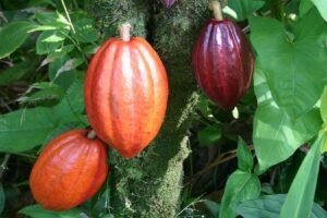 Agri University Turns Cocoa Waste into Healthy Cookies and Drinks (1)