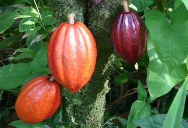 Agri University Turns Cocoa Waste into Healthy Cookies and Drinks (1)