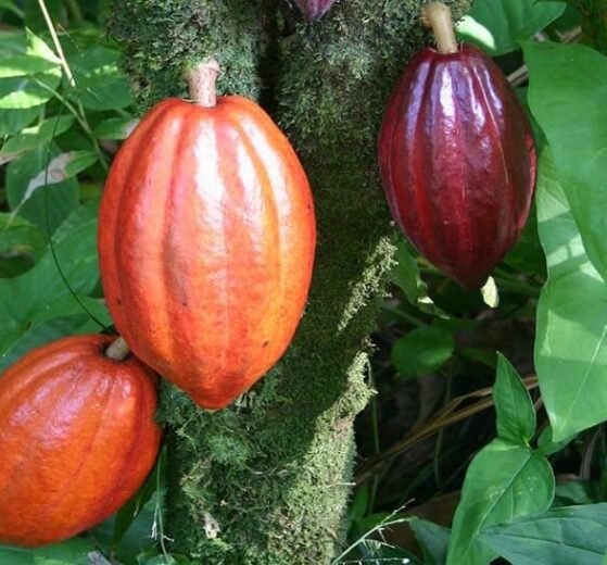 Agri University Turns Cocoa Waste into Healthy Cookies and Drinks (1)