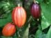 Agri University Turns Cocoa Waste into Healthy Cookies and Drinks (1)