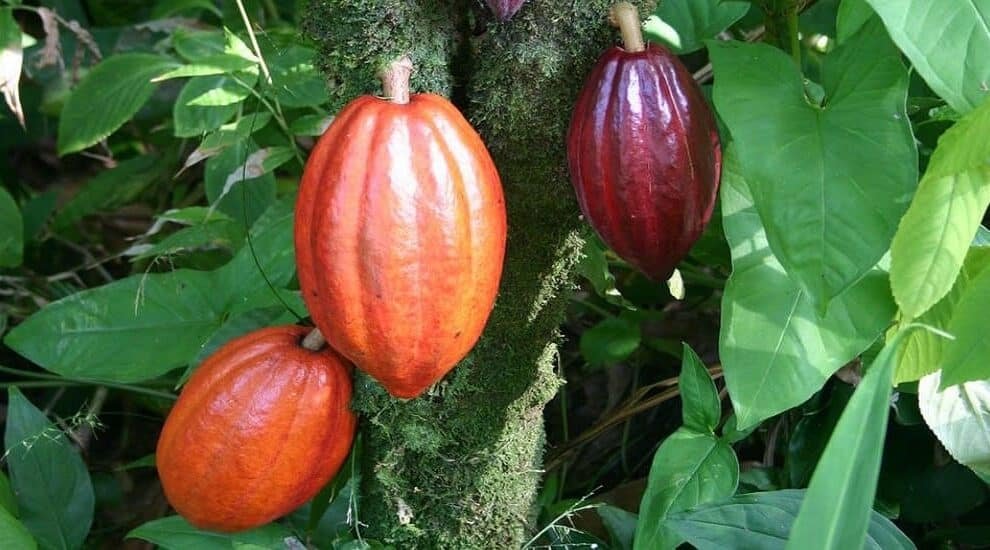 Agri University Turns Cocoa Waste into Healthy Cookies and Drinks (1)