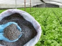 China stopped exporting specialty fertilisers to India, raising concern for...