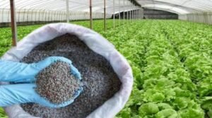China stopped exporting specialty fertilisers to India, raising concern for...