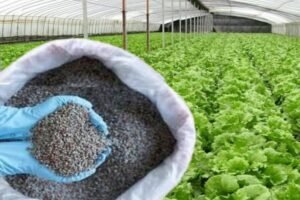 China stopped exporting specialty fertilisers to India, raising concern for...