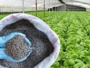 China stopped exporting specialty fertilisers to India, raising concern for...
