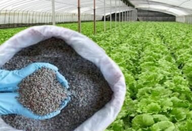 China stopped exporting specialty fertilisers to India, raising concern for...