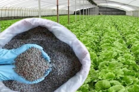 China stopped exporting specialty fertilisers to India, raising concern for...