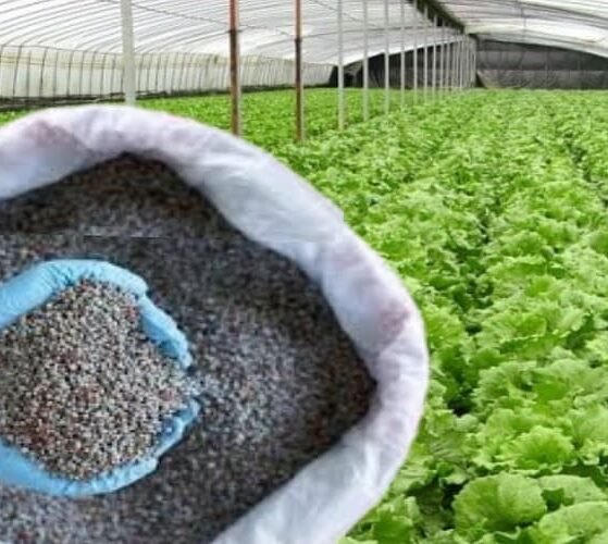 China stopped exporting specialty fertilisers to India, raising concern for...