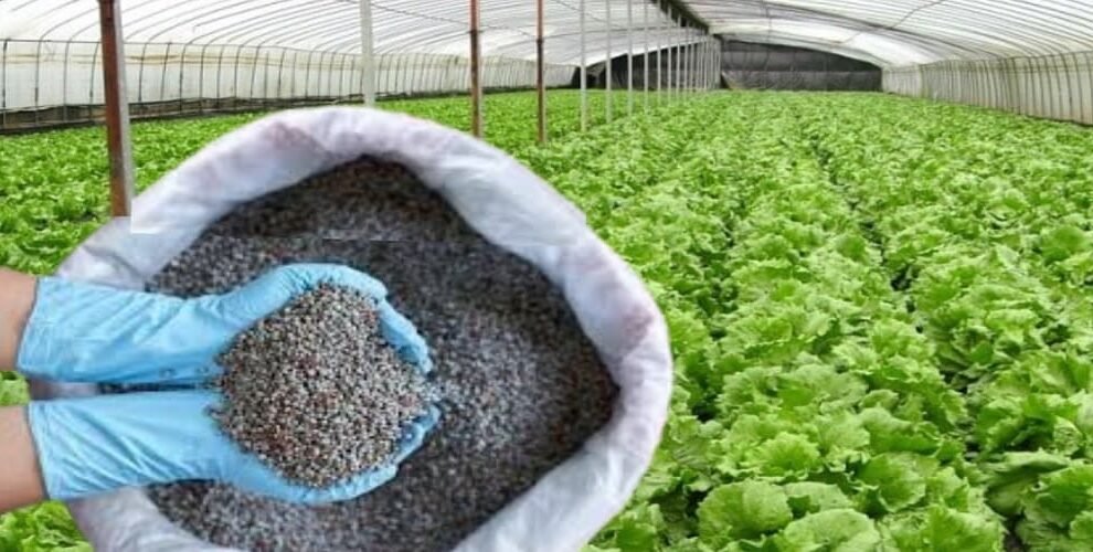 China stopped exporting specialty fertilisers to India, raising concern for...