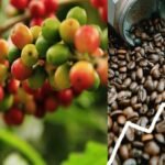 India’s Coffee Exports Jump 125 Over 11 Years, Reach 1.8 Billion