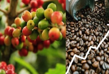 India’s Coffee Exports Jump 125 Over 11 Years, Reach 1.8 Billion