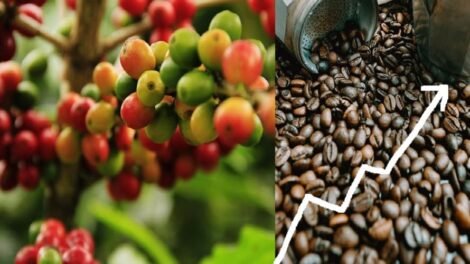 India’s Coffee Exports Jump 125 Over 11 Years, Reach 1.8 Billion