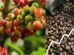 India’s Coffee Exports Jump 125 Over 11 Years, Reach 1.8 Billion