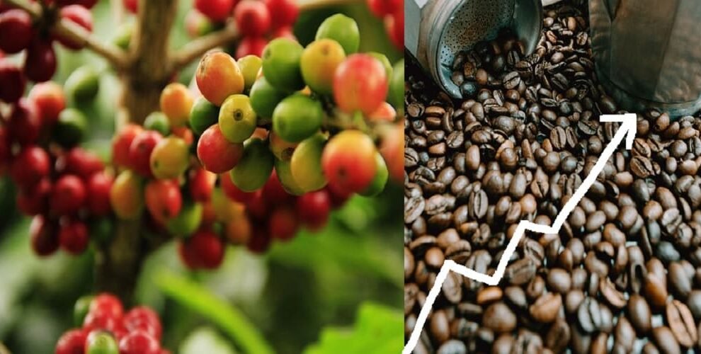India’s Coffee Exports Jump 125 Over 11 Years, Reach 1.8 Billion
