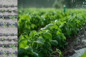 Karnataka farmers to benefit from modern irrigation techniques