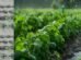 Karnataka farmers to benefit from modern irrigation techniques