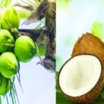 Why Coconut oil prices soaring at ₹410 per liter main reason